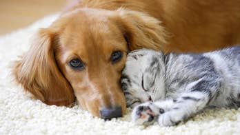 Dogs versus cats: Scientists reveal which one is smarter