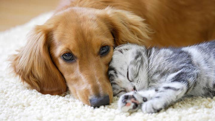 Dogs Vs. cats: Who’s smarter?