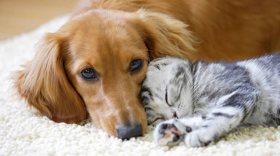 can dogs purr like cat