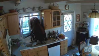 300-pound bear squeezes through California couple's kitchen window in shocking video