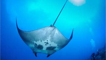 World's first known manta ray nursery discovered off the Texas coast, scientists say