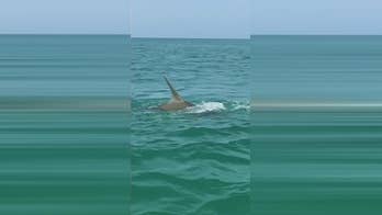 Hammerhead shark fights tarpon as Florida boaters watch in shock
