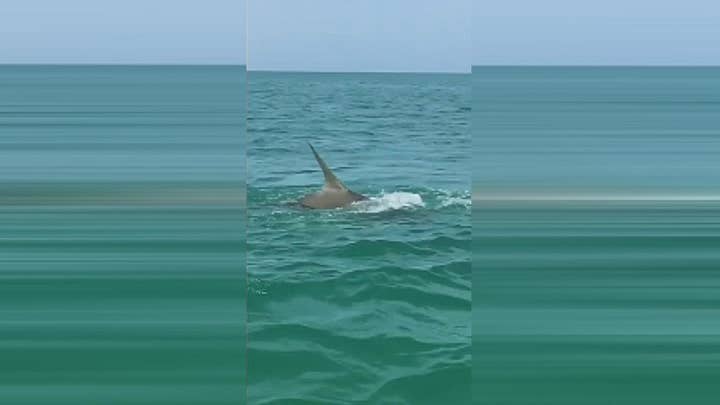 Raw video: Shark goes deep sea fishing in Florida