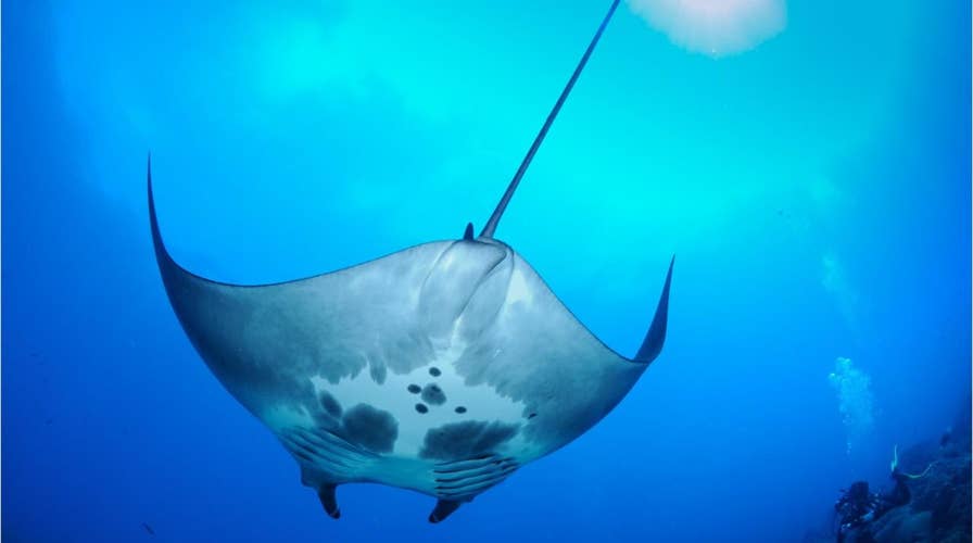 Amazing video of world’s first Manta Ray nursery