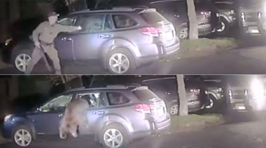 Bear breaks into car, police help it escape