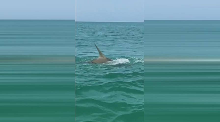 Raw video: Shark goes deep sea fishing in Florida