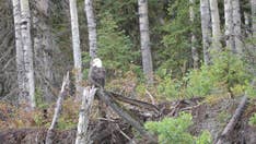 Bald eagle, once a dying breed, making groundbreaking comeback across country