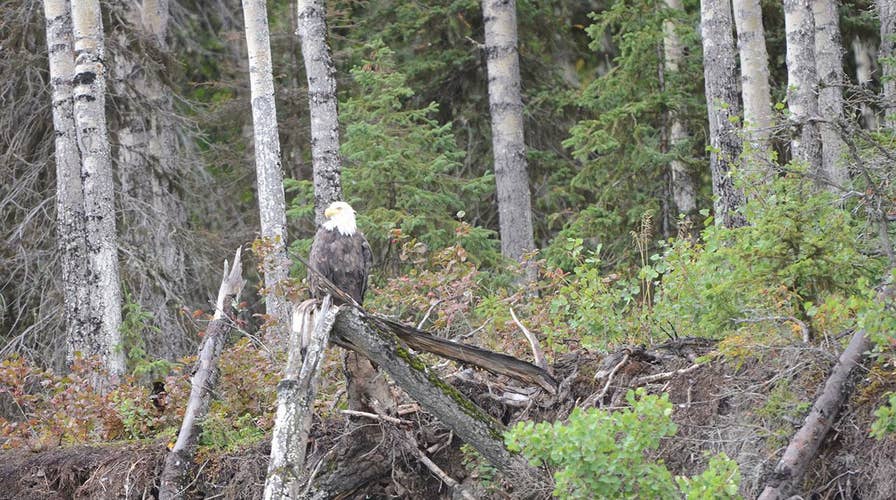 Bald eagles see record-high numbers after extinction threat