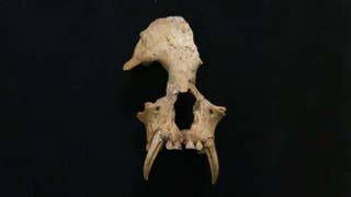 A new extinct species of gibbon found in China - Fox News