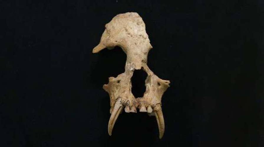 A new extinct species of gibbon found in China