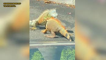 Iguana drama: Viral video shows dueling lizards in Starbucks parking lot