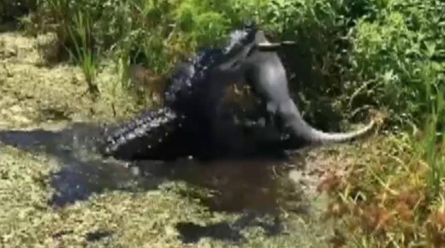 Gator done: Hungry alligator eats one of its own