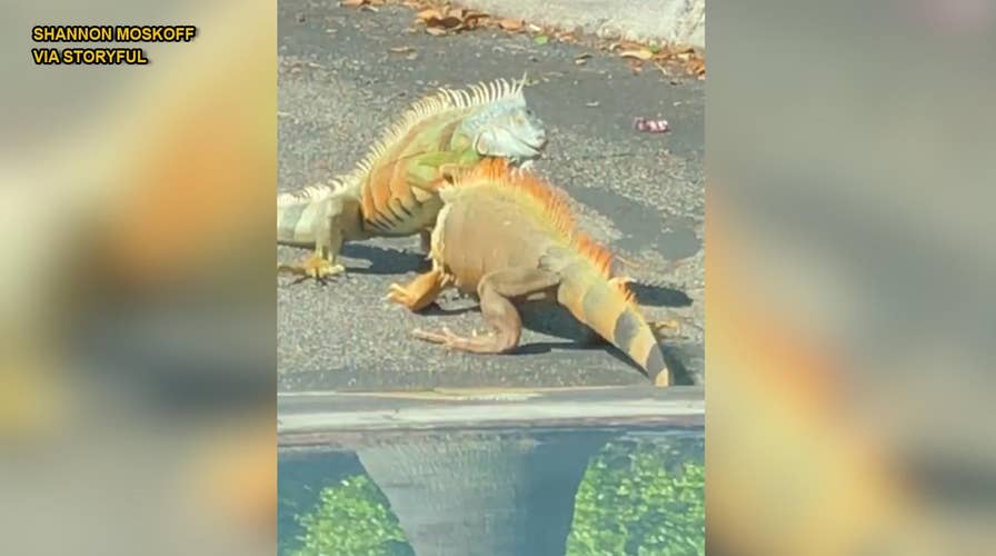 Dramatic Video: Iguanas battle it out in Starbucks parking lot