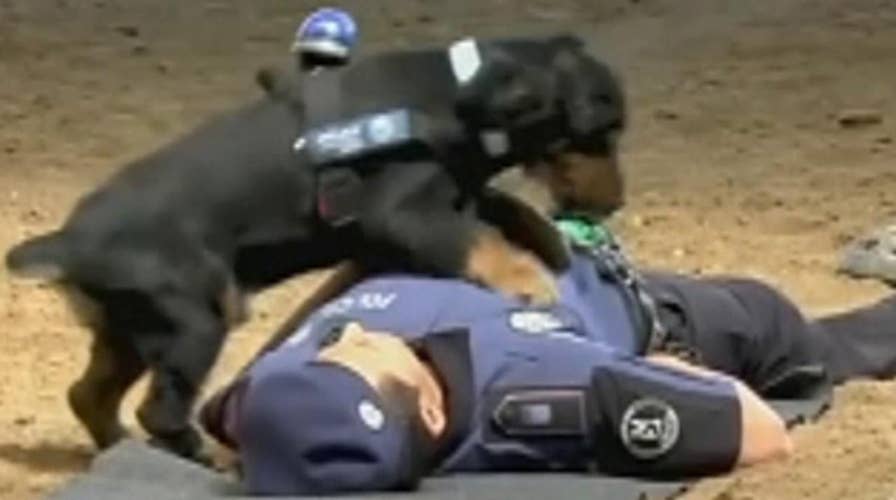 Police dog performs CPR on officer