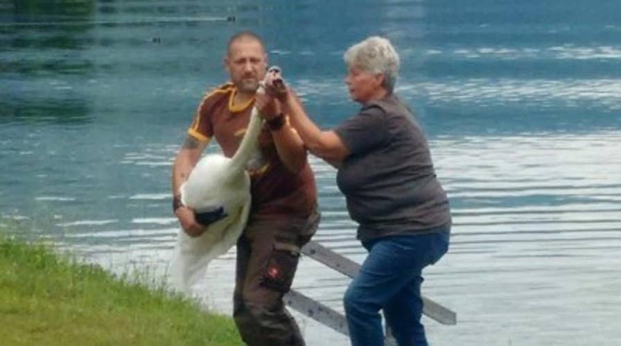 Gay swans fight to protect their nest