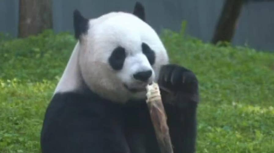 Zoos on baby watch for two fan favorites