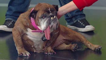 World's Ugliest Dog, Zsa Zsa the English bulldog, dies weeks after winning title