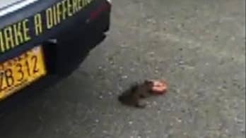 Squirrel caught stealing cop's doughnut in viral video