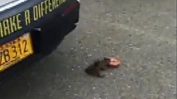 Raw video: Stealthy squirrel swipes police officer's donut