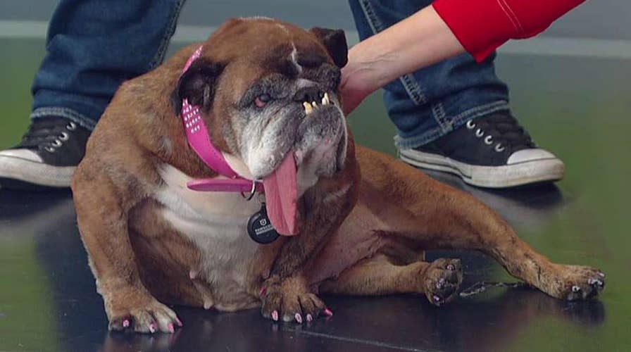 Meet the world's ugliest dog