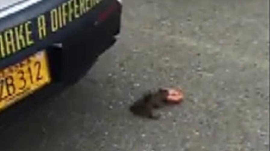 Raw video: Stealthy squirrel swipes police officer's donut