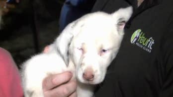 Deaf puppy in Alabama saved from 50-foot hole after 30-hour rescue effort