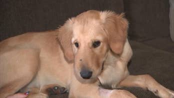 Hero golden retriever protects owner from rattlesnake attack, suffers bite on face