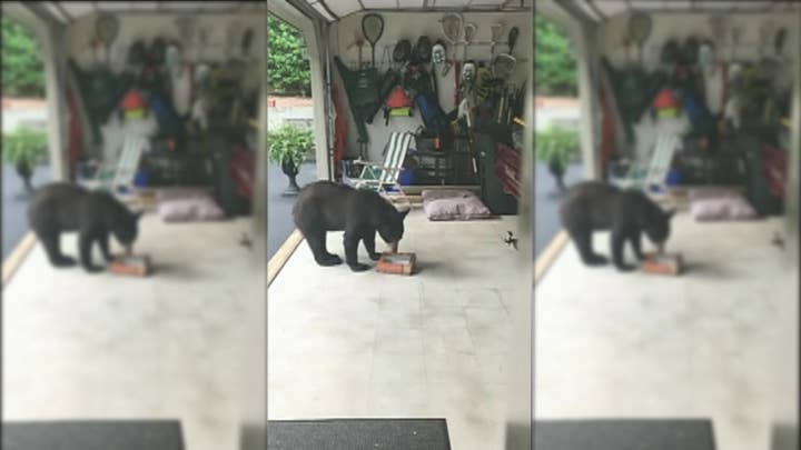 Caught on tape: Black bear steals donuts