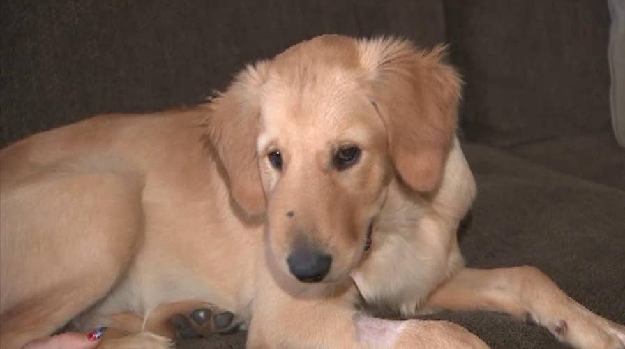 Golden retriever stops rattlesnake attack