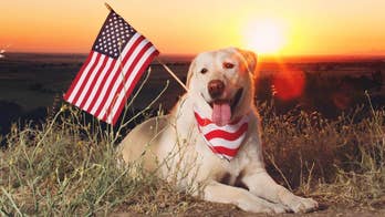 Fourth of July pet safety: how to keep your animals calm and comfortable