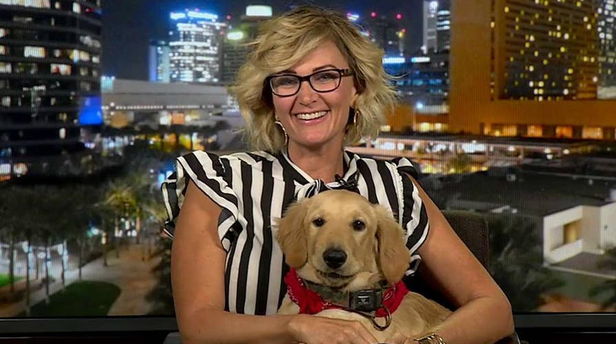 Dog who saved owner from rattlesnake joins 'Fox & Friends'