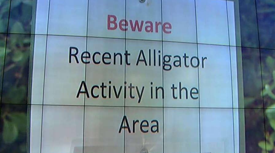 Alligator chases teenager up tree in Florida