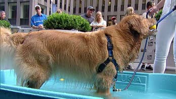 Protect your dog from summer heat