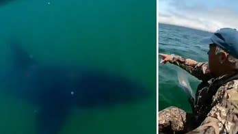 Great white shark sneaks up on California kayaker fishing for halibut