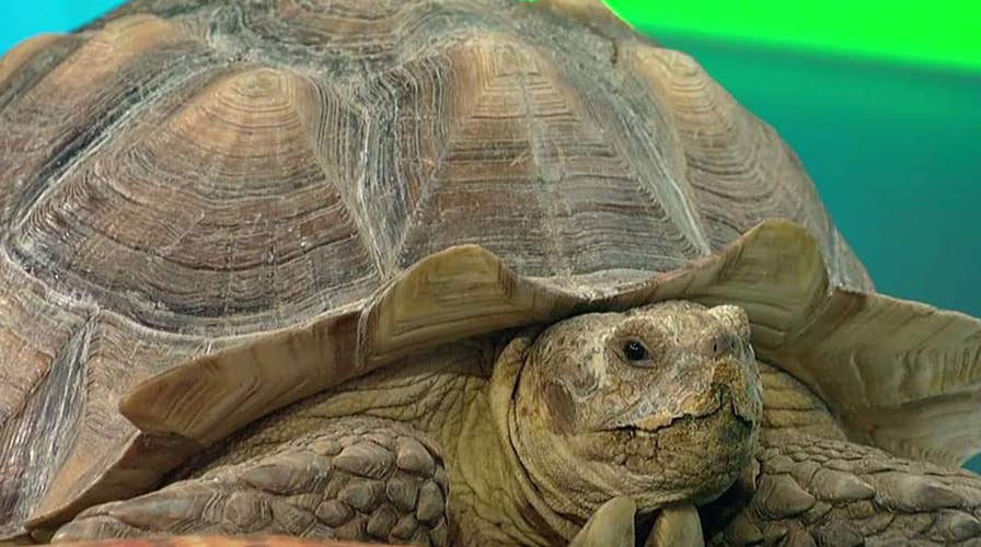 Reptiles take over the 'Fox & Friends' studio