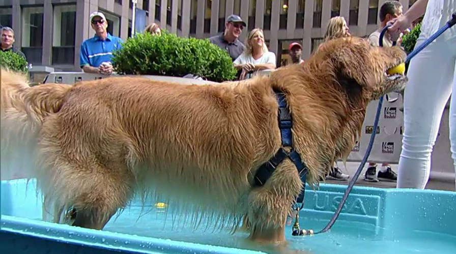 How to help your pet beat the summer heat