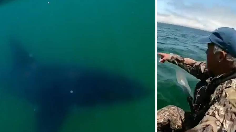 California kayaker has close encounter with great white 
