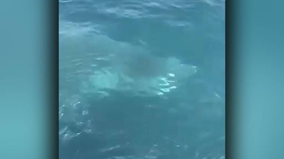 20 Foot Shark Surprises Coast Guard Crew Off Maine Coast