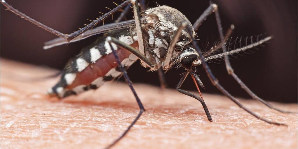How to keep mosquitoes away this summer