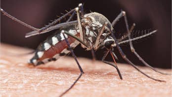 Deadly mosquito-borne EEE virus outbreak in Massachusetts may be caused by this, epidemiologist says