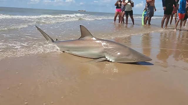 Raw video: Woman reels in shark at Texas beach 