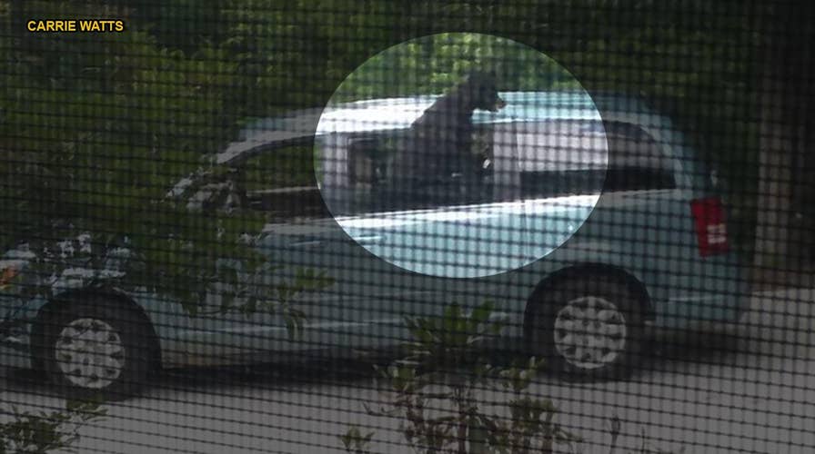 Black bear climbs into woman's van, eats her lunch