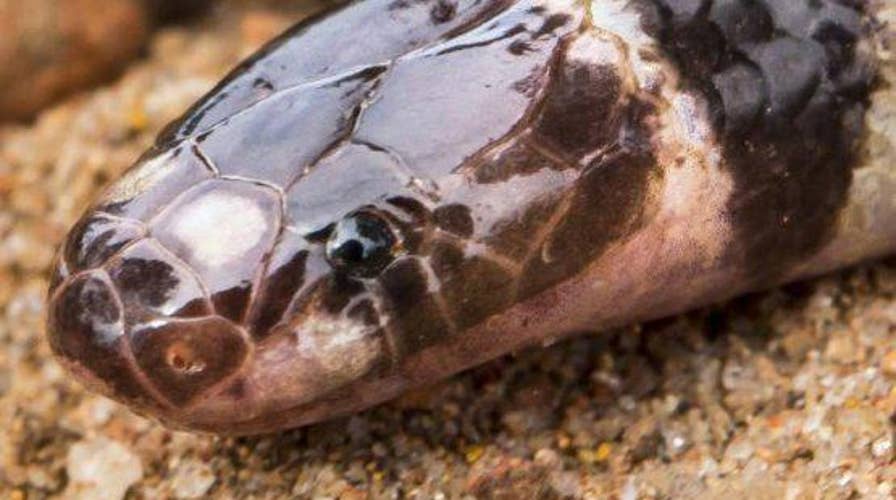 New venomous snake species found in Australia