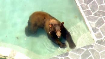 California bear cools off in a pool before being taken home, police say