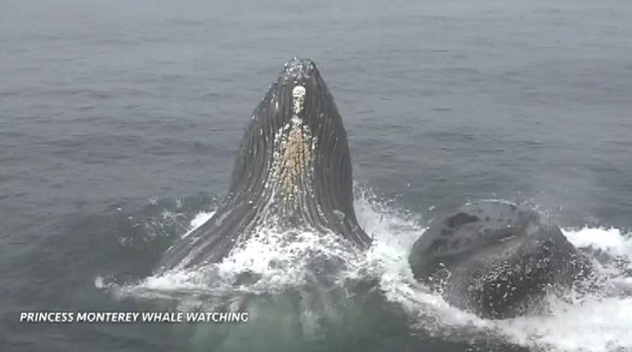 Humpback whales leap out of water near whale watching boat