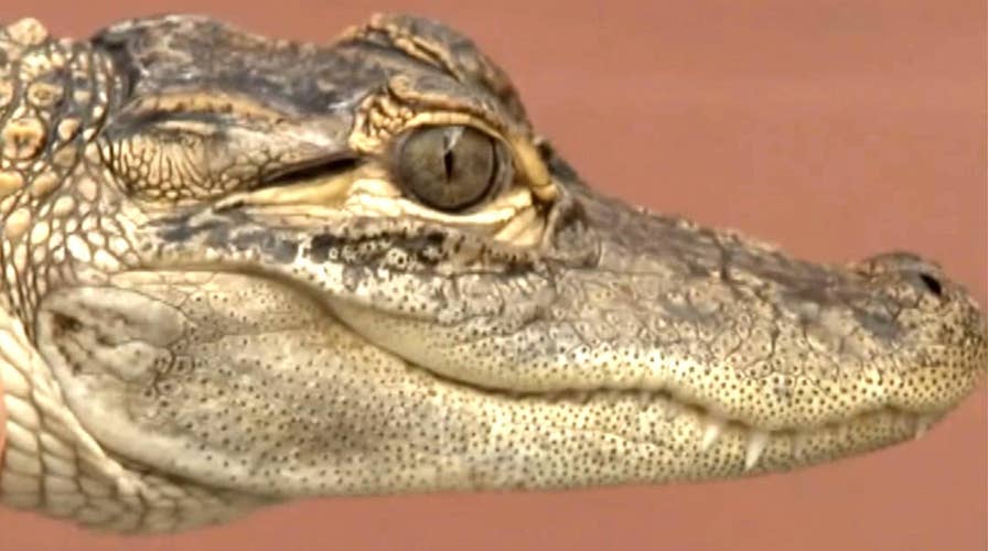 Alligator found in Michigan pond