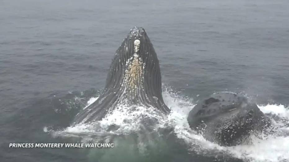 Humpback Whales Lunge Toward California Tour Boat In