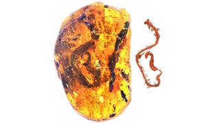 Dinosaur-era snake embryo found fossilized in amber - Fox News