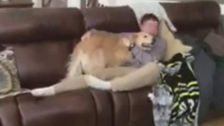 Illinois Army pilot returns home, surprises his dog