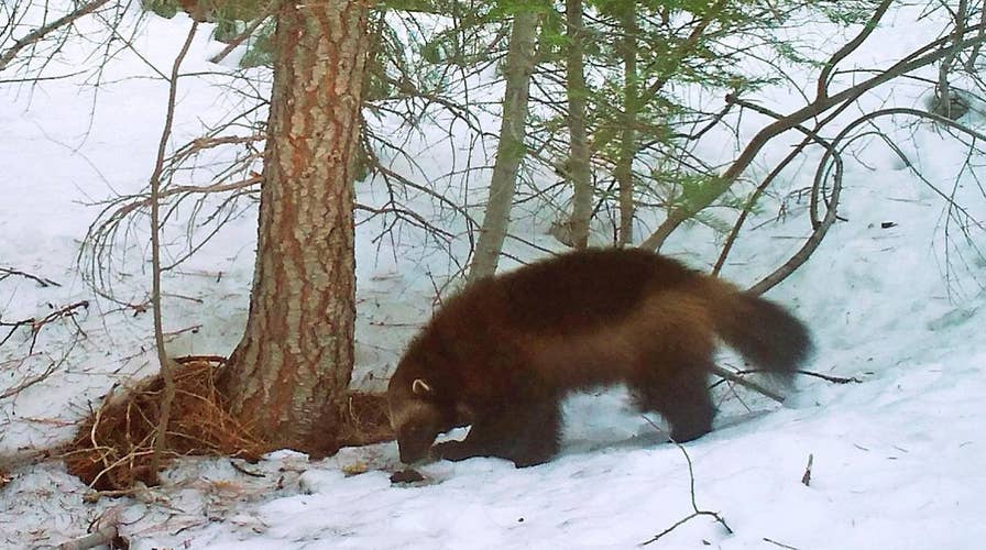 Sweeping changes proposed for Endangered Species Act